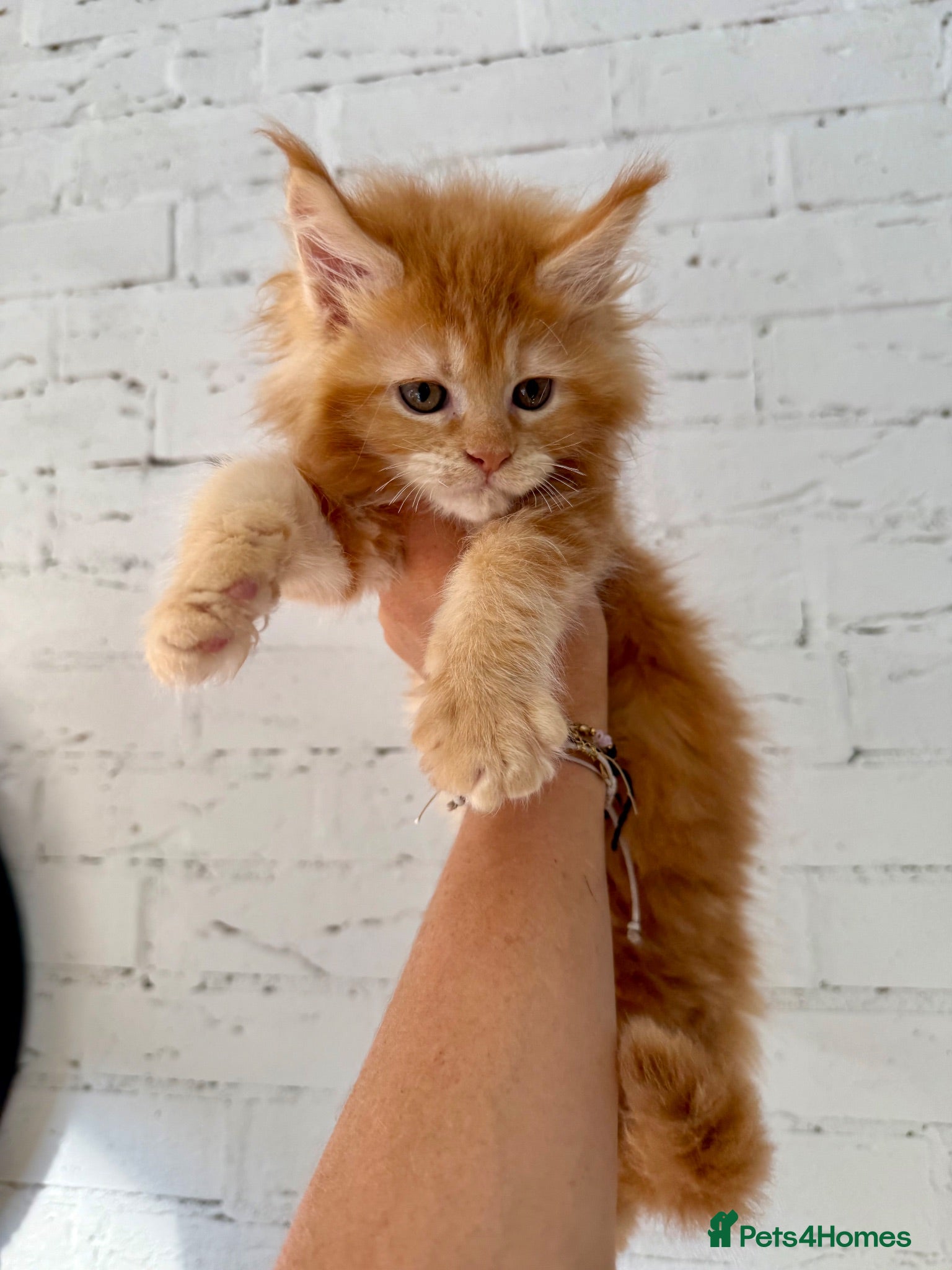 Maine Coon cats TICa reg 9 XXL Massive Red Kittens - Advert 1