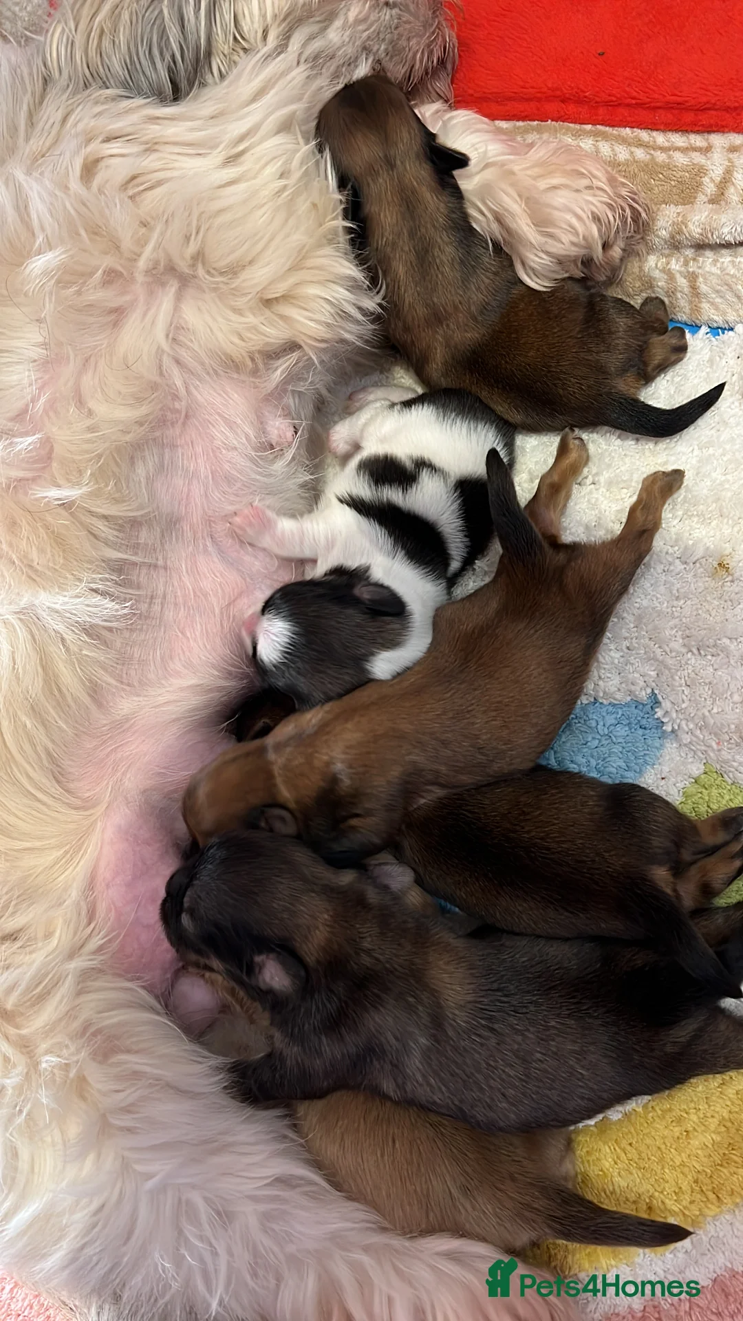 Shih Tzu dogs for stud: Shih tzu stud not for sale  in Glasgow - Advert 6