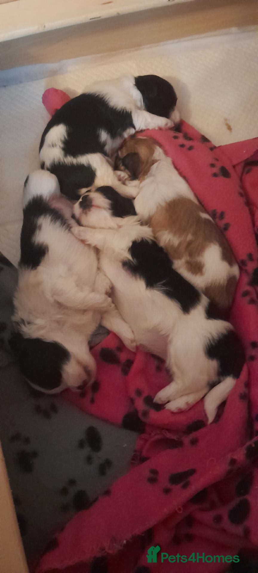 Lhasa Apso dogs KC Registered Lhasa apso puppies for sale - Advert 2