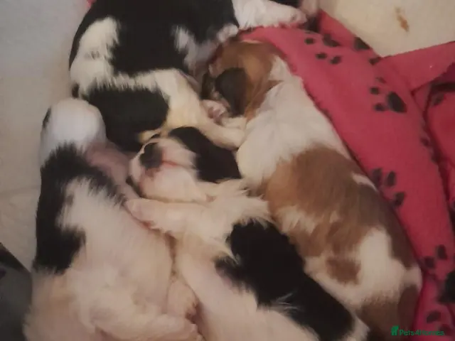 Lhasa Apso dogs KC Registered Lhasa apso puppies for sale - Advert 2