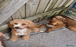 Miniature Poodle dogs for sale: Miniature Poodle  - Image 6
