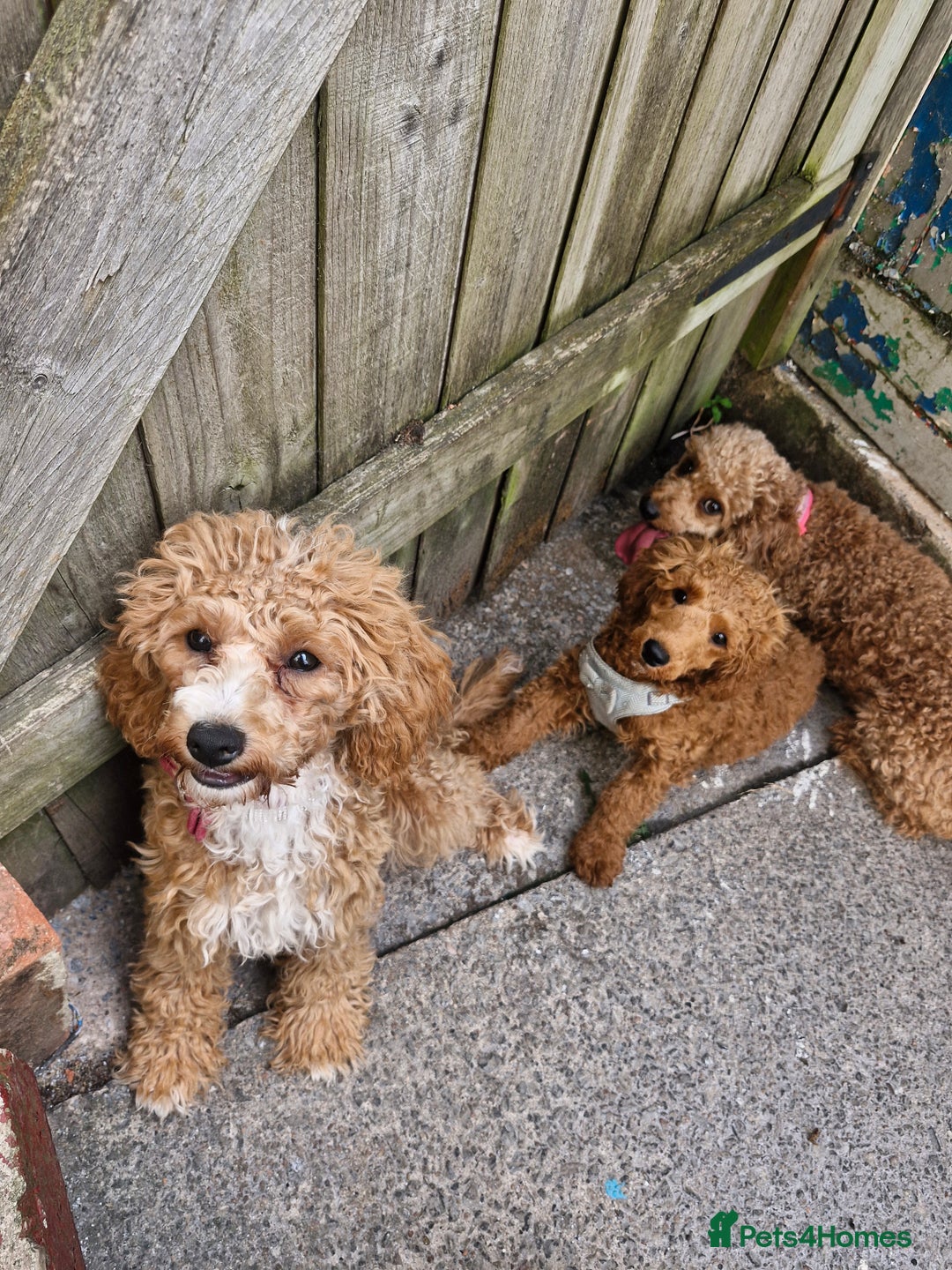 Miniature Poodle dogs for sale: Miniature Poodle  - Image 6