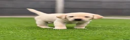 Labrador Retriever dogs for sale: Labrador puppies  - Advert 19