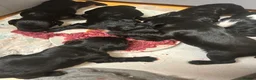 Cocker Spaniel dogs for sale: 7 working cocker spaniel pups - Advert 4