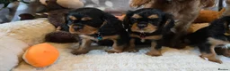 Cavalier King Charles Spaniel dogs for sale: KC and DNA health tested  - Advert 4