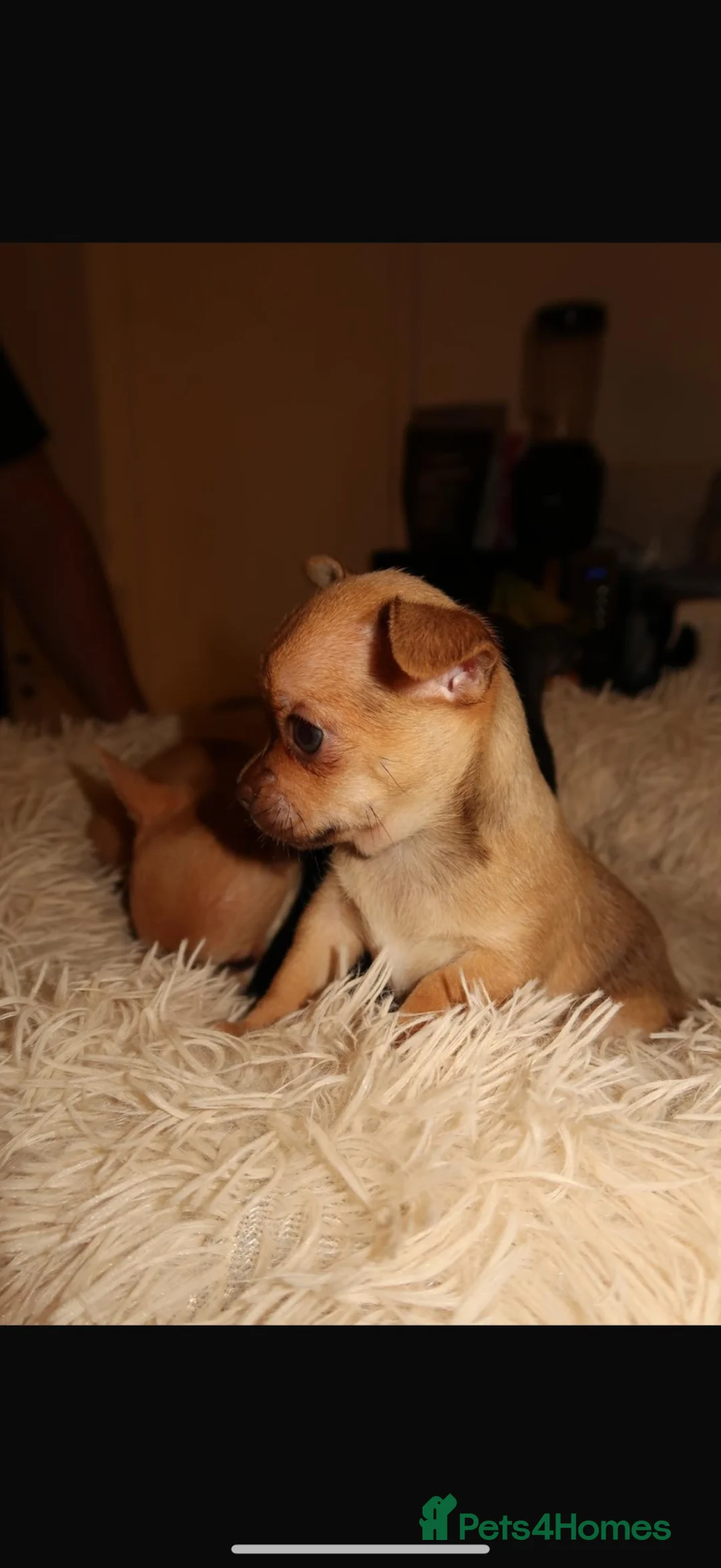 Chihuahua dogs for sale: Chihuahua puppies  - Advert 10