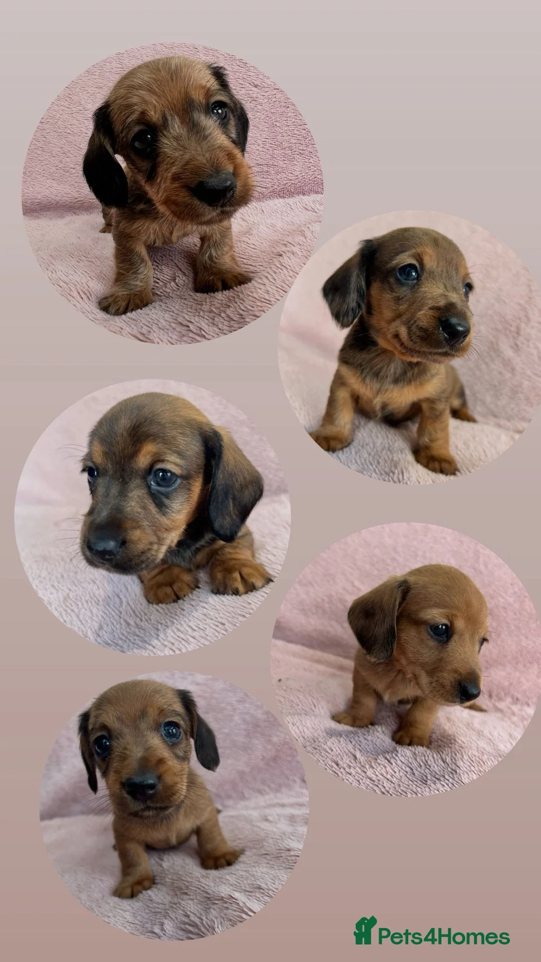 Miniature Dachshund dogs for sale: Beautiful Longhair/Wirehair Dachshunds - Advert 2