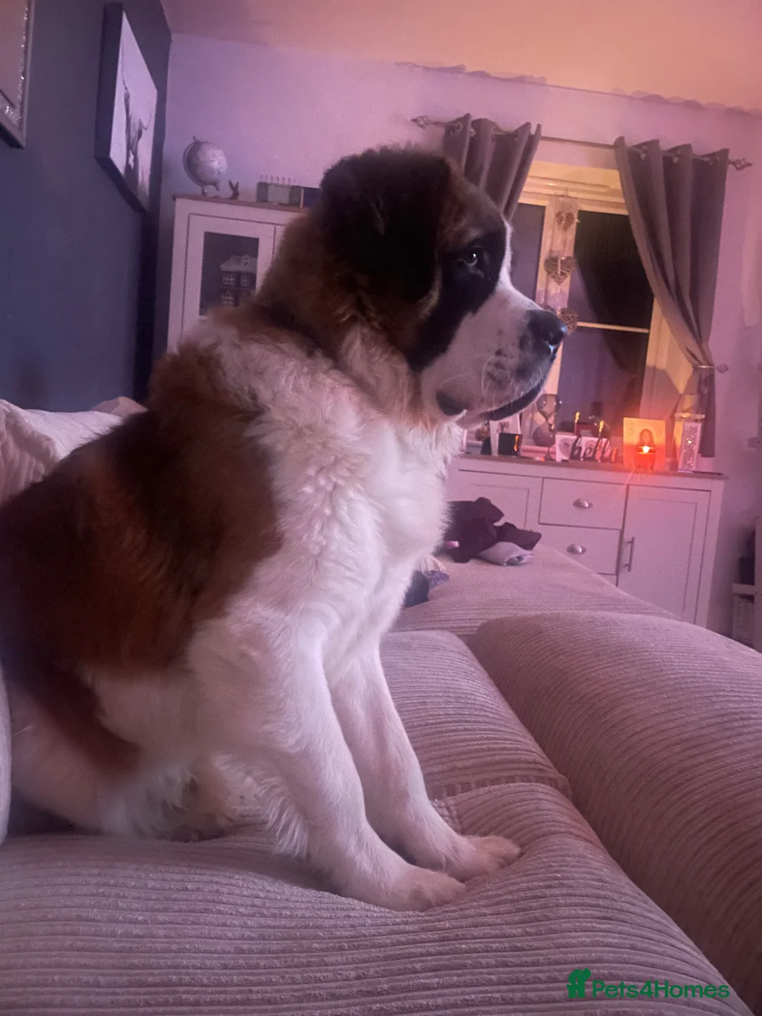 Saint Bernard dogs for sale: Beautiful St Bernard Male 1 year old in Tenbury Wells - Advert 2