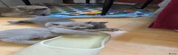 British Shorthair cats for sale: 4 British Shorthair kittens for sale - Advert 12