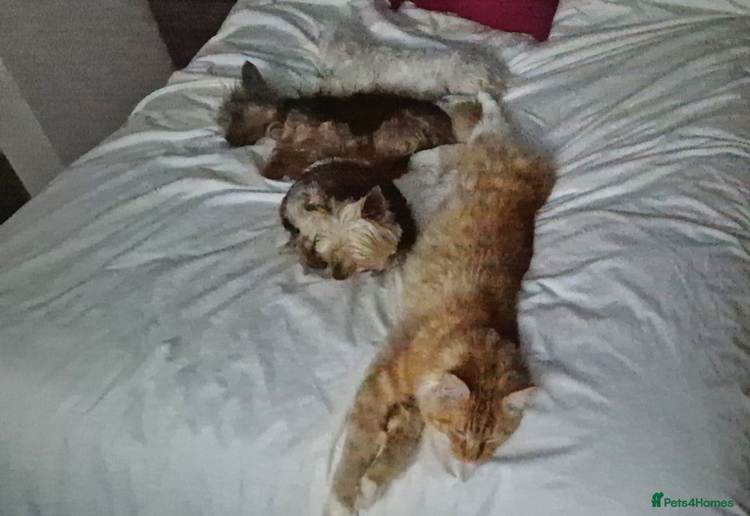 Maine Coon cats for sale: 16 month neutered male - Advert 7