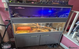 Snake reptiles for sale:  very tame banana pastel ball python and enclosure - Image 1