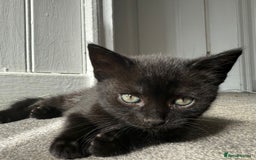 Mixed Breed cats for sale: Two beautiful male kittens  - Image 9