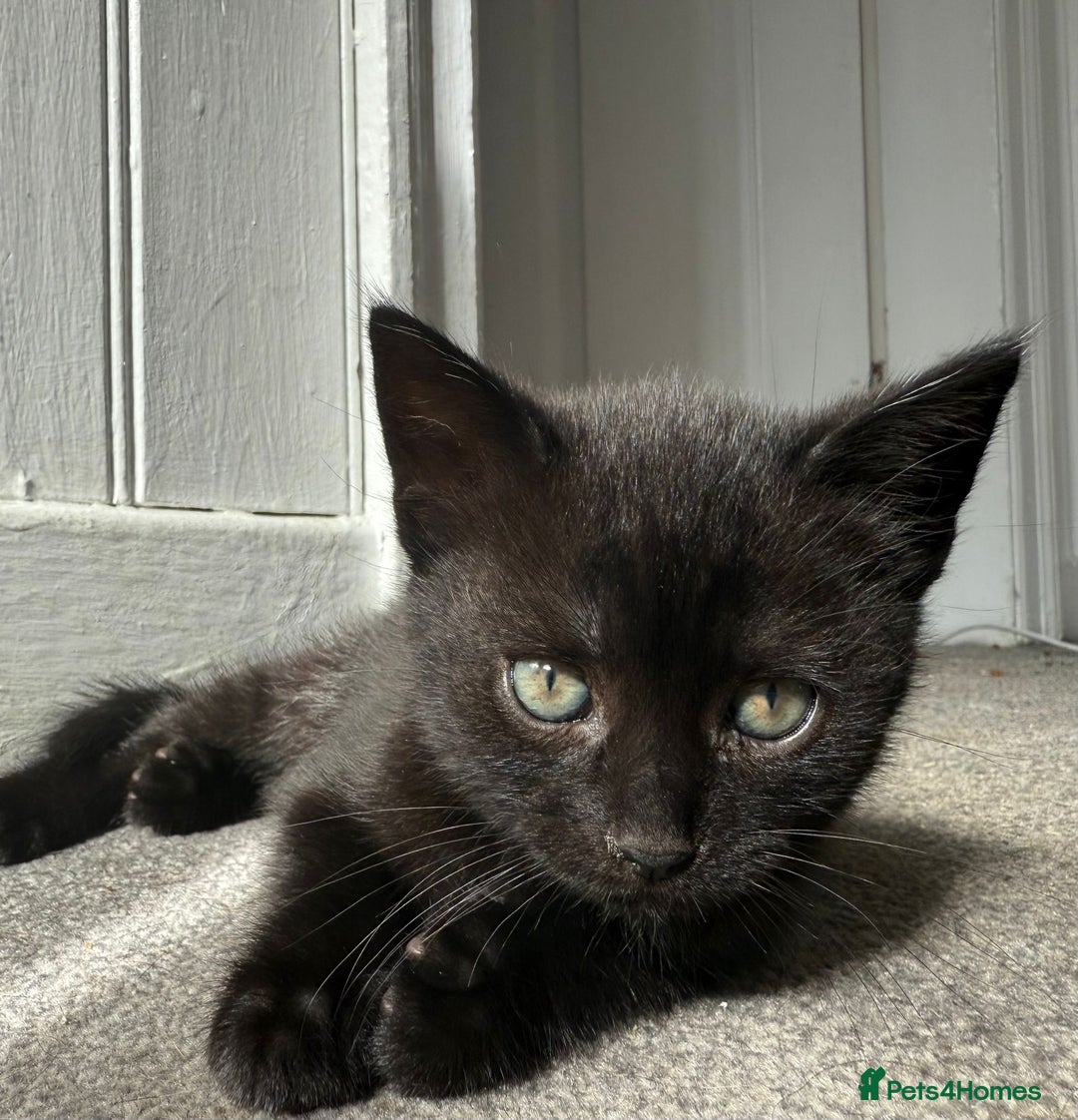 Mixed Breed cats for sale: Two beautiful male kittens  - Image 9