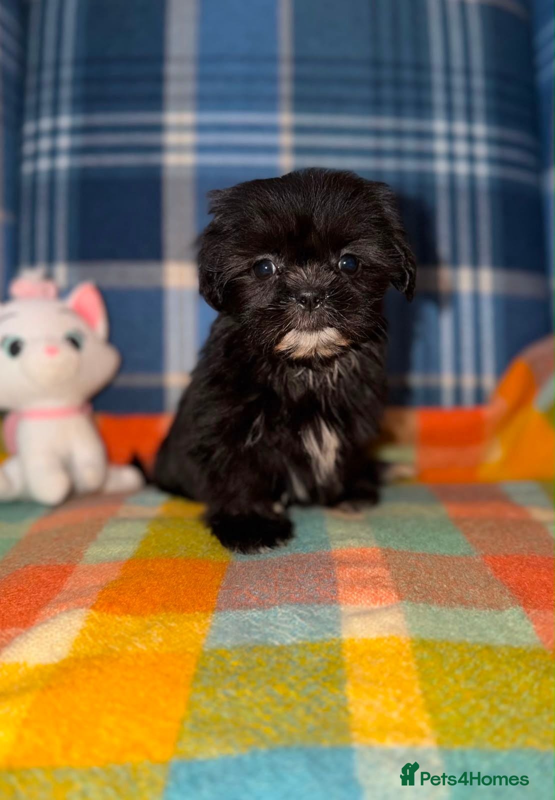 Shih Tzu dogs 💖💙Stunning Black Shih Tzu Puppies💙💖 - Advert 1