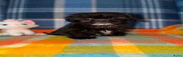 Shih Tzu dogs for sale: 💖💙Stunning Black Shih Tzu Puppies💙💖 - Advert 1