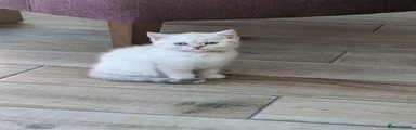 British Shorthair Kitten 4