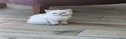 British Shorthair cats for sale: Beautiful British shorthair kittens - Advert 5