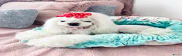 Maltese dogs for sale: ✨READY NOW stunning full Korean maltese girl✨ - Advert 4