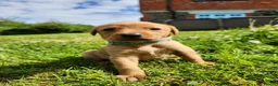 Labrador Retriever dogs for sale: Quality KC Fox Red Labradors  - Advert 18