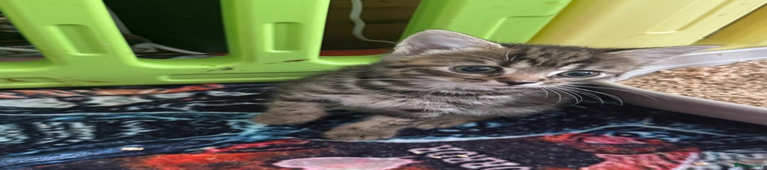 British Shorthair Kitten 3