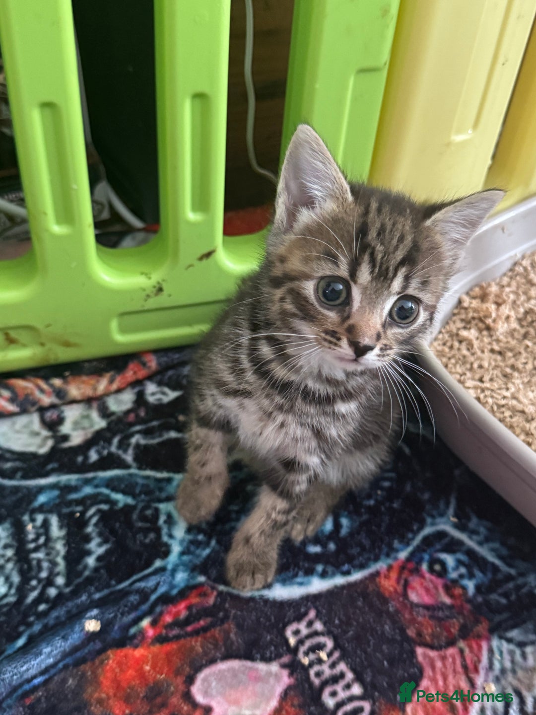British Shorthair cats for sale: Four Adorable Kittens  - Image 2