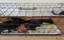Patterdale Terrier dogs for sale: Patterdale pups for sale ready now - Image 14