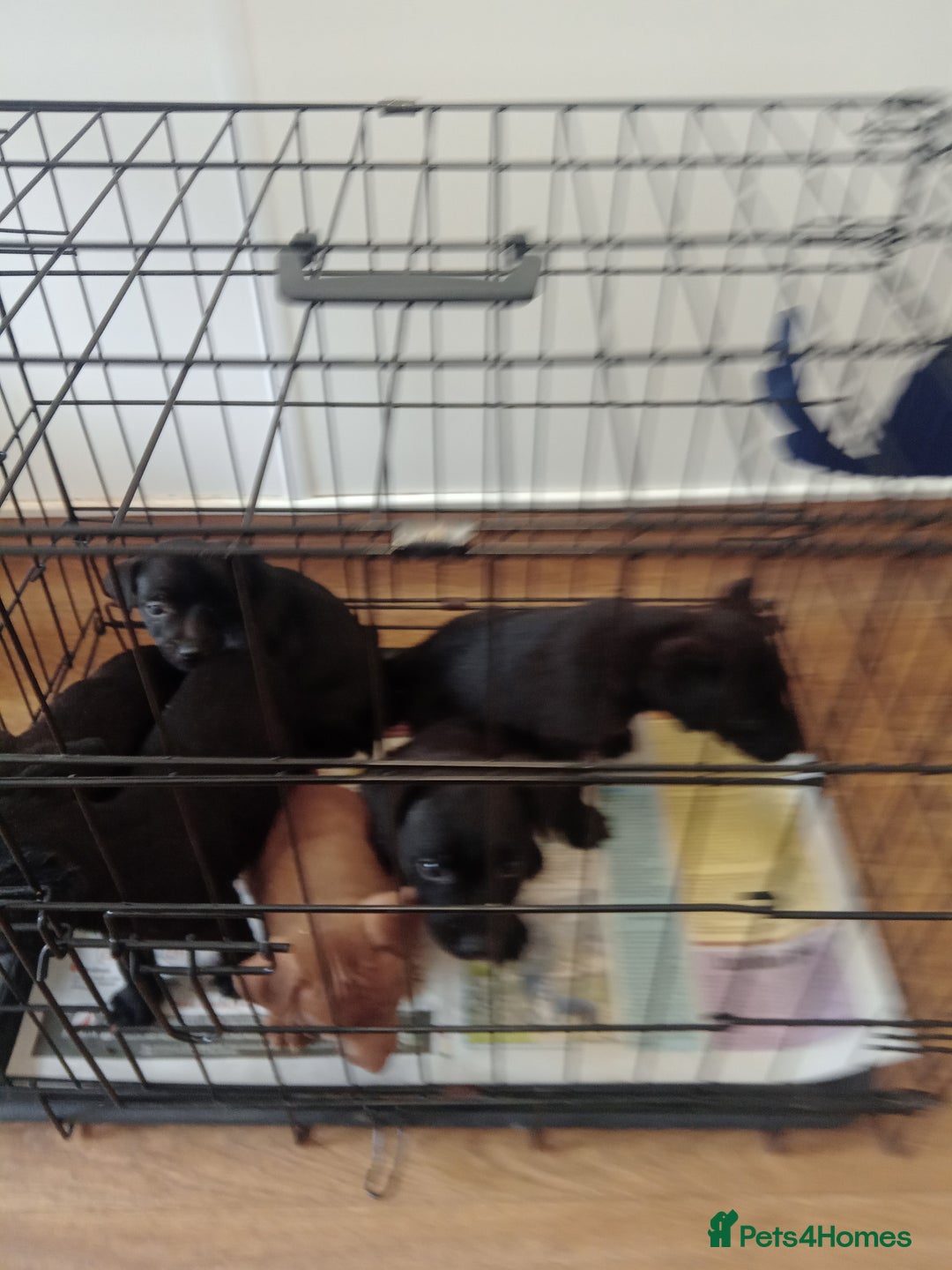 Patterdale Terrier dogs for sale: Patterdale pups for sale ready now - Image 14