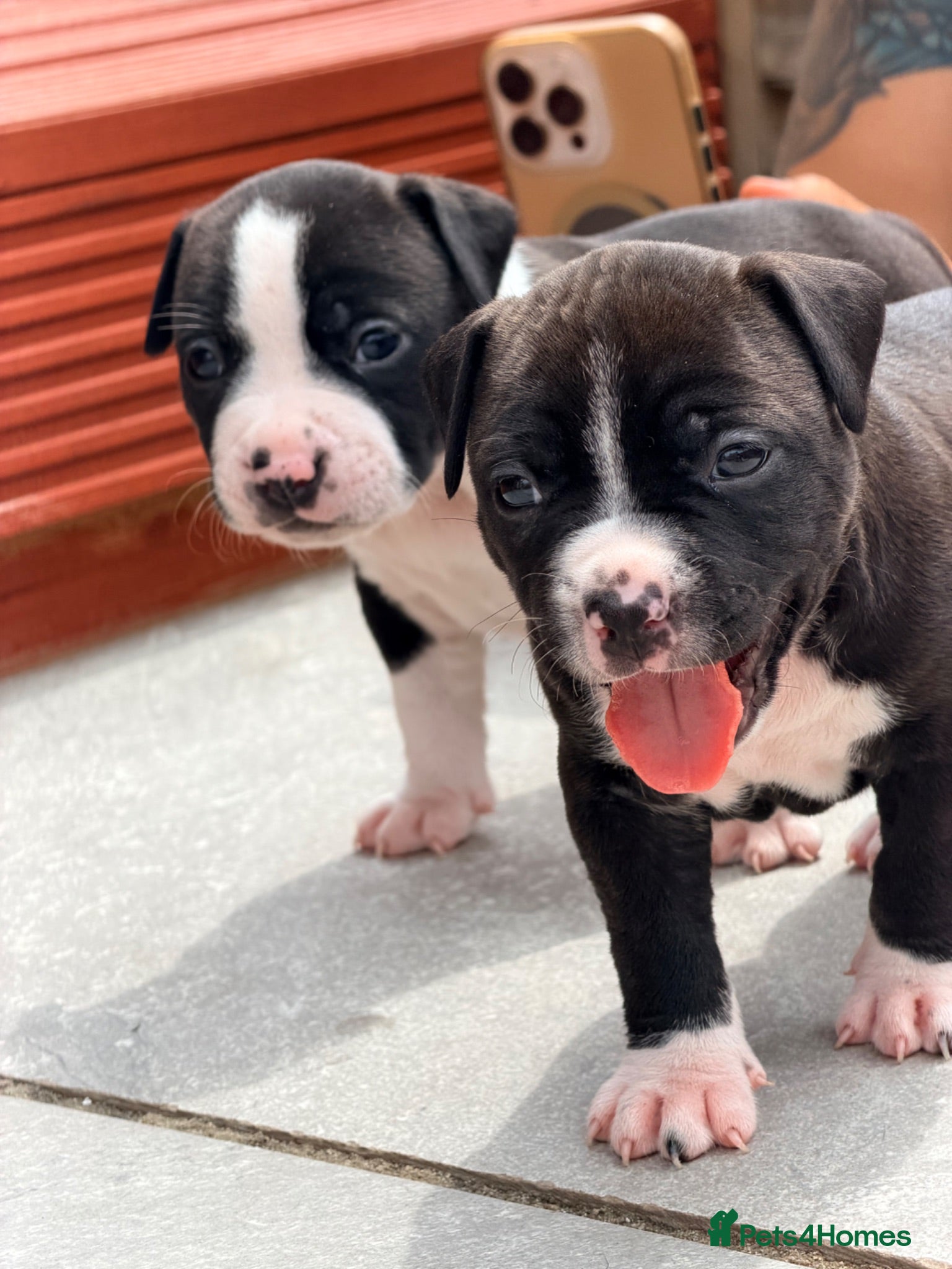 Staffordshire Bull Terrier dogs ONLY 4 LEFT❗️❗️❗️Staffordshire Bull Terrier 🐶 - Advert 2