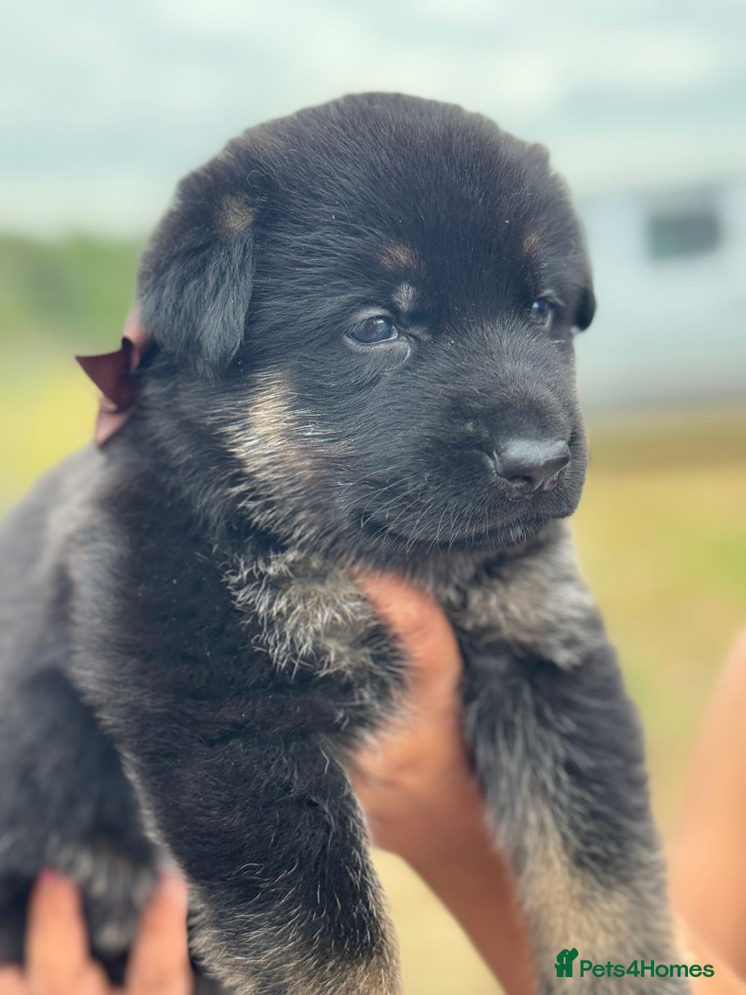 German Shepherd dogs for sale: Short coat straight back German Shepard  in Wolverhampton - Image 23