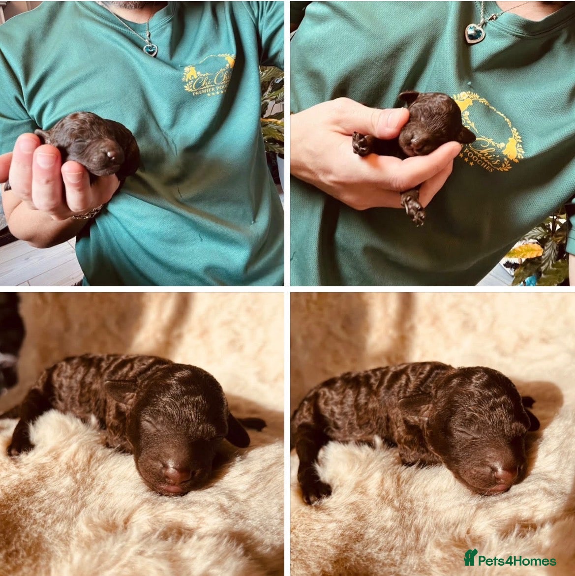 Miniature Poodle dogs 5 star Miniature poodle puppies  - Advert 1