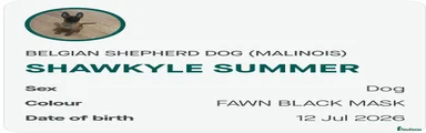 Belgian Shepherd Dog 1