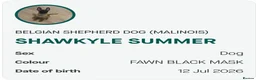 Belgian Shepherd Dog dogs for sale: Kc registered belgian malinois  - Advert 4