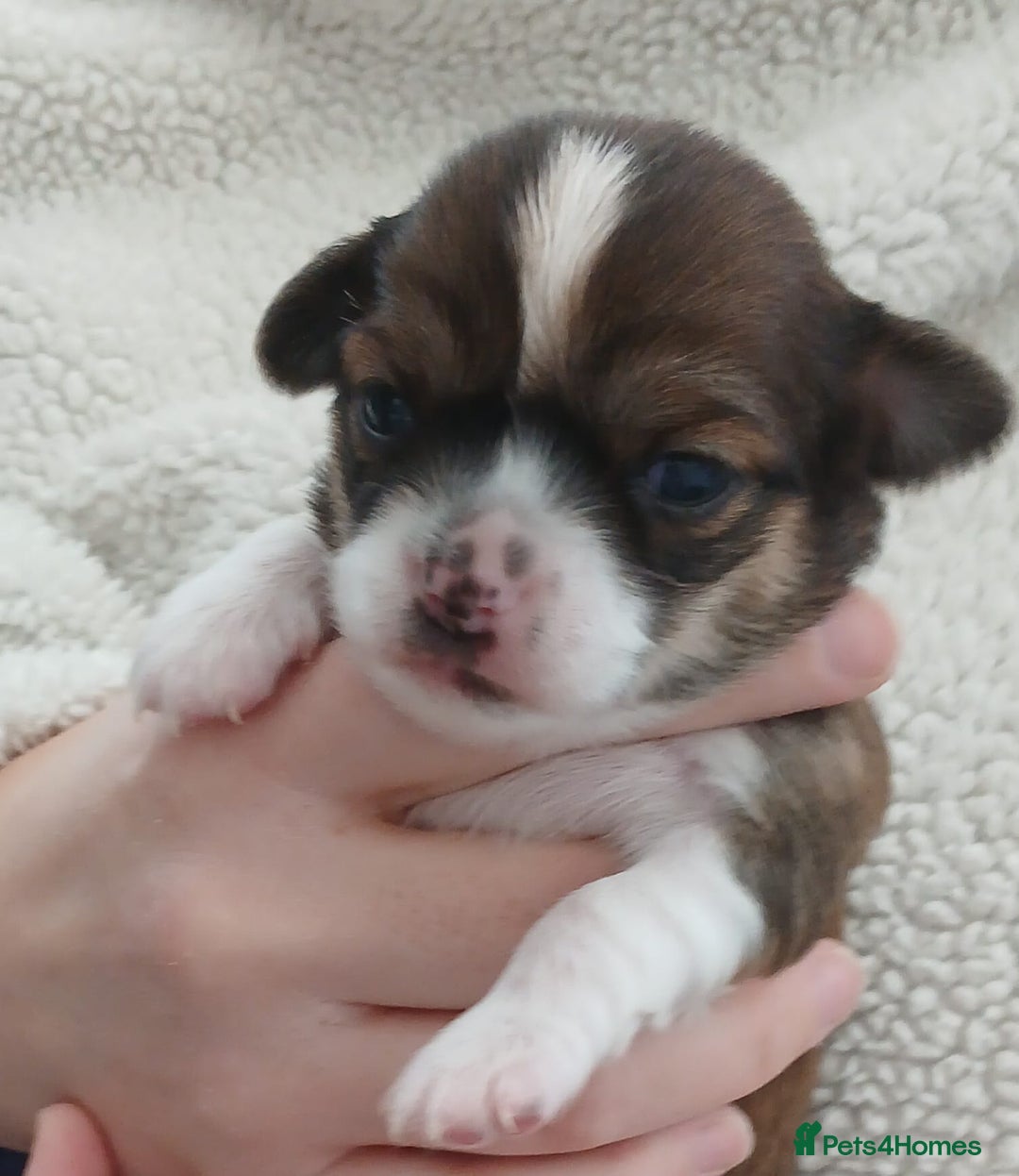 Chihuahua dogs for sale: Excellent pedigree long haired chihuahuas  - Advert 9