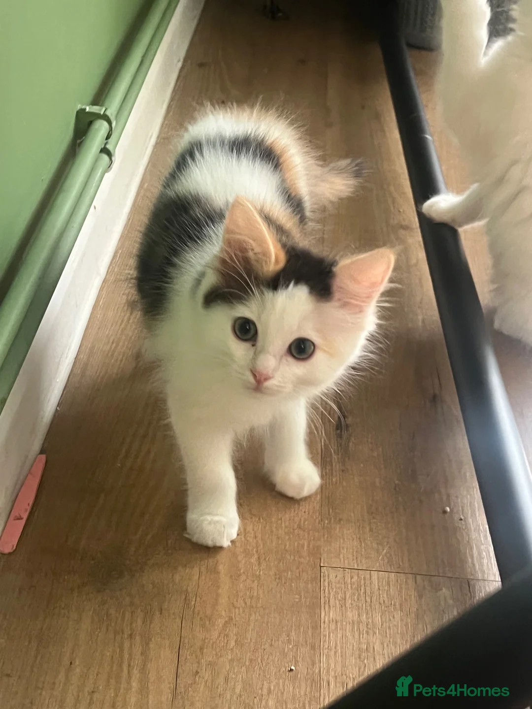 Ragdoll cats for sale: Beautiful Ragdoll Kittens - Advert 20