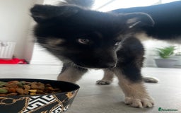 Shepsky dogs for sale: Male shepsky - Image 1