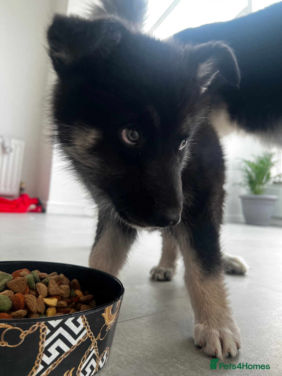 Shepsky dogs for sale: Male shepsky - Image 1