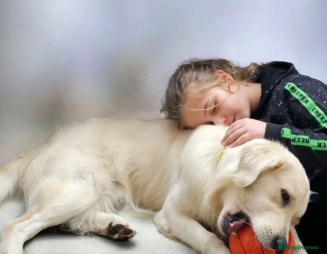 Golden Retriever dogs for stud:   ICT CLEAR Proven Golden Retriever for stud in Manchester - Advert 5