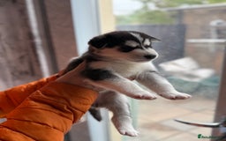 Siberian Husky dogs for sale: Siberian husky puppy’s for sale  - Image 16