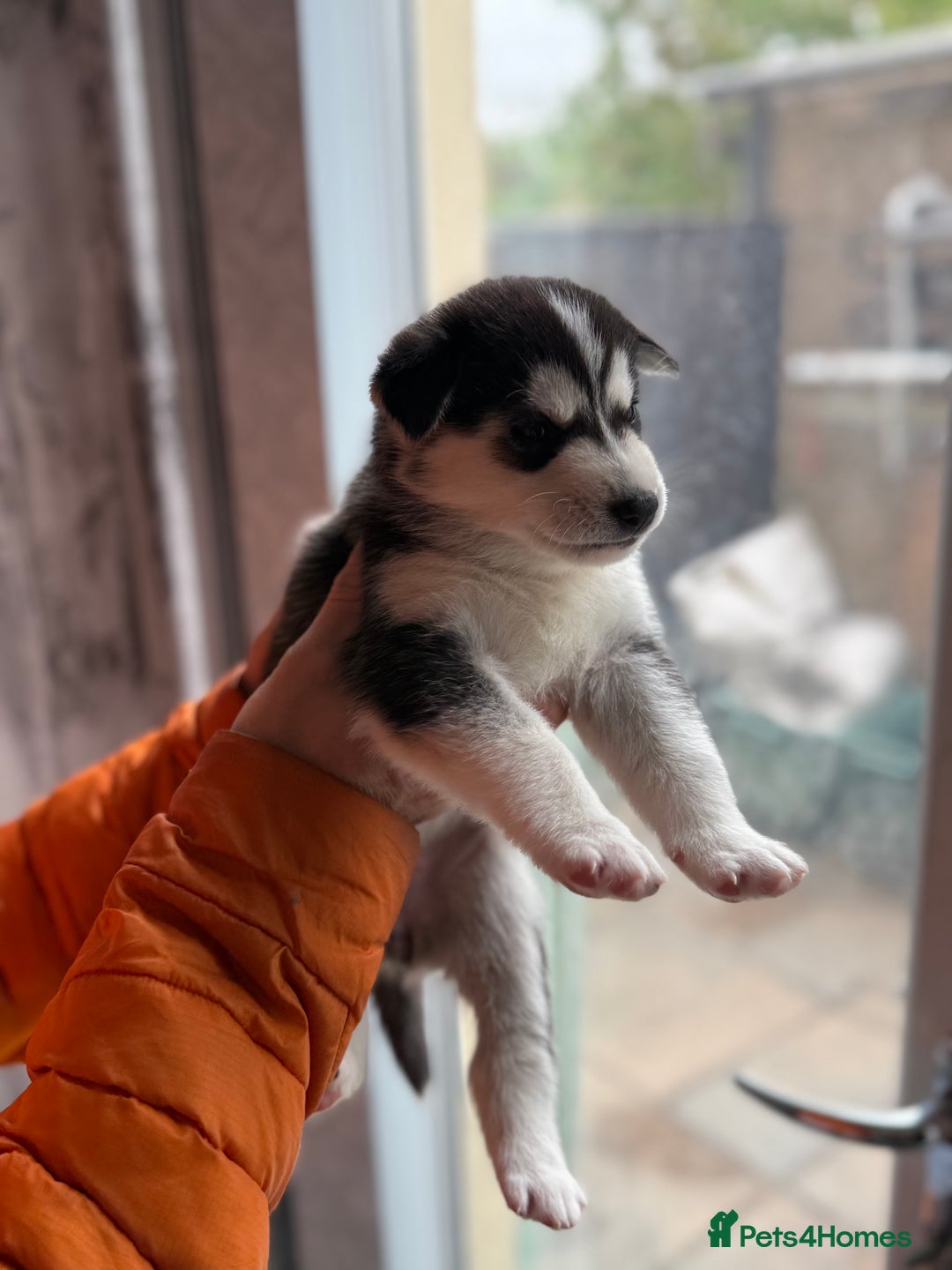 Siberian Husky dogs for sale: Siberian husky puppy’s for sale  - Image 16