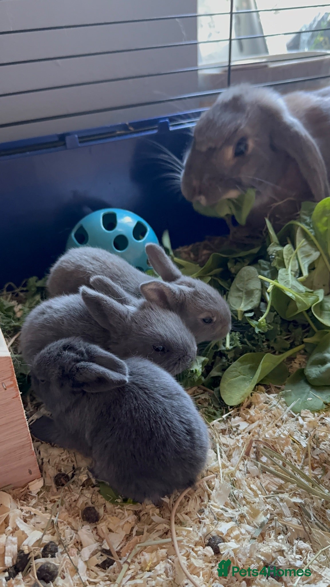 Mixed Breed rabbits Baby Rex French lop grey rabbits - Advert 2