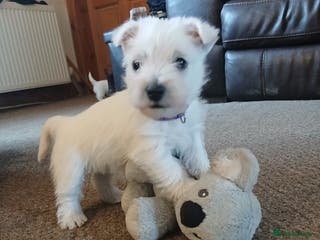 West Highland Terrier dogs 2 beautiful Westie girls left - Advert 17
