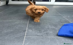 Cockapoo dogs for sale: Cockapoos  - Image 13