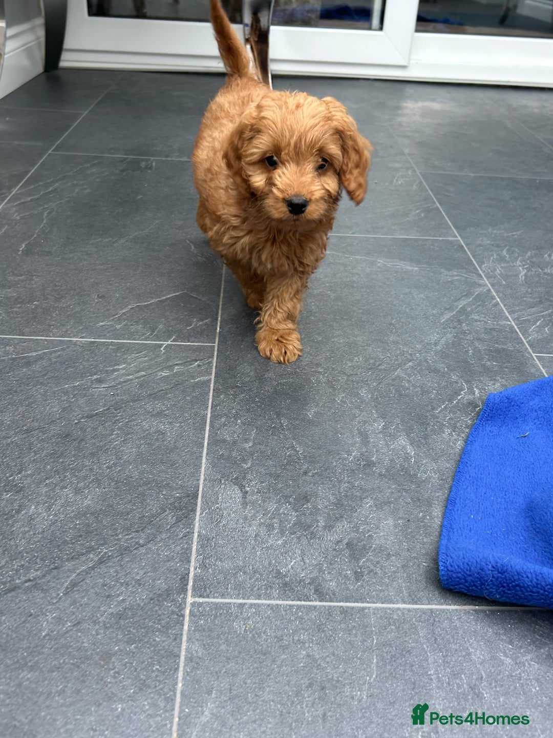 Cockapoo dogs for sale: Cockapoos  - Image 13