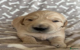 Golden Retriever dogs for sale: Beautiful KC Registered Golden Retrievers for Sale - Image 20