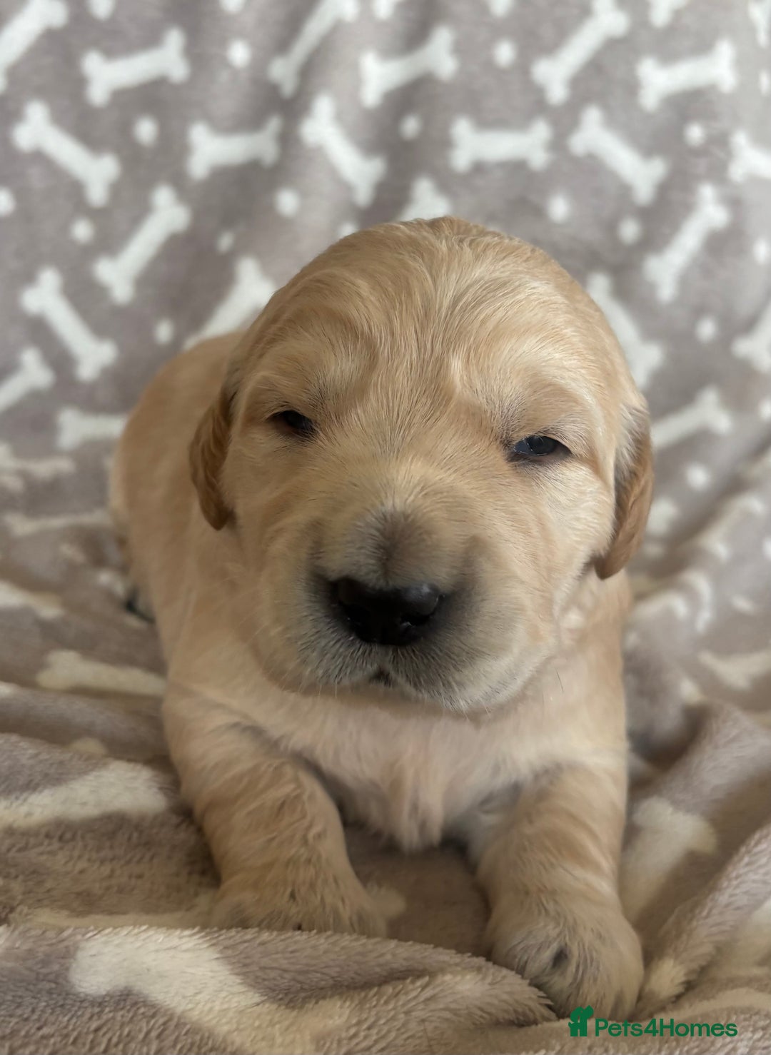 Golden Retriever dogs for sale: Beautiful KC Registered Golden Retrievers for Sale - Image 20