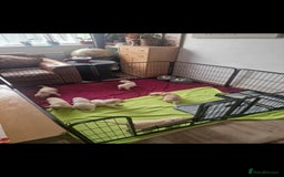 Golden Retriever dogs for sale: 🐾🐕 3 male Golden Retriever Puppies 🐶 🐕‍🦺 - Image 10