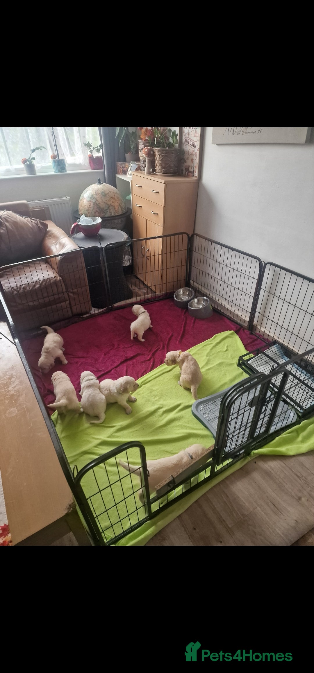 Golden Retriever dogs for sale: 🐾🐕 3 male Golden Retriever Puppies 🐶 🐕‍🦺 - Image 10