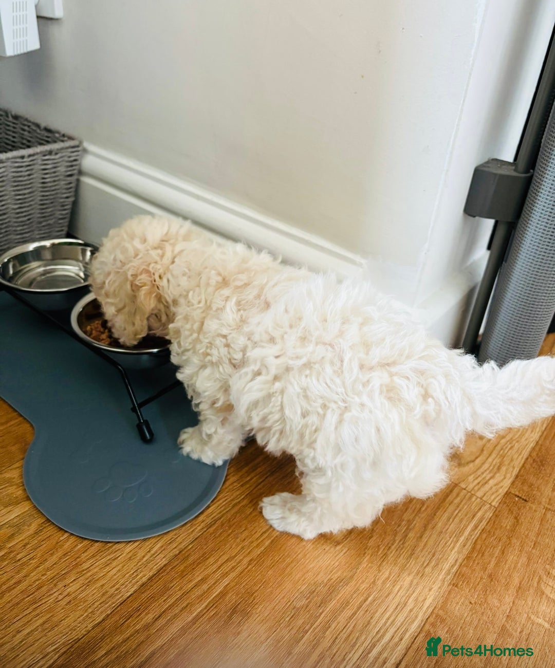 Toy Poodle dogs for sale: ***Teacup Toy poodle boy*** - Image 3