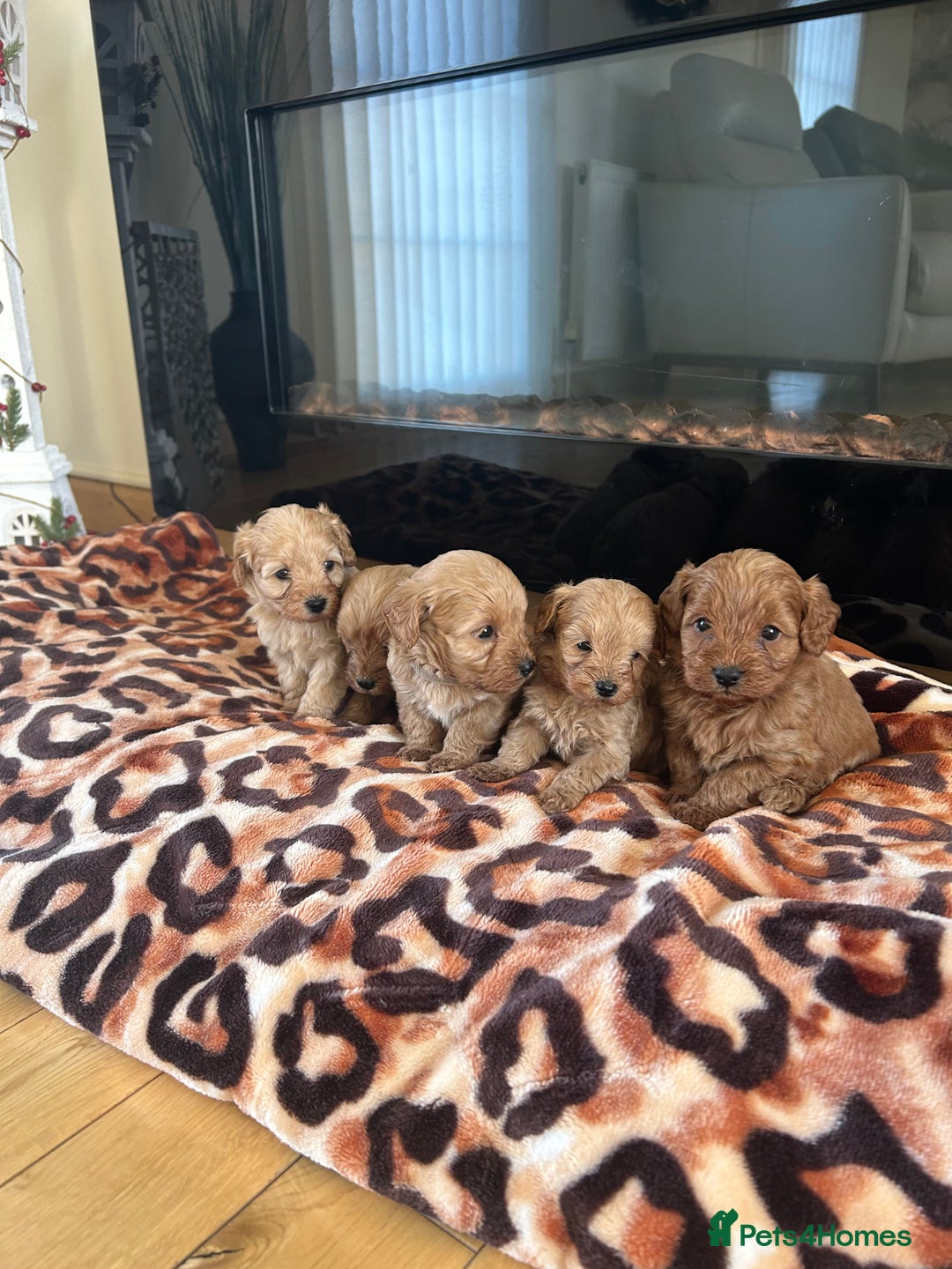 Cavapoo dogs for sale: Fox red cavapoo puppies  - Advert 8