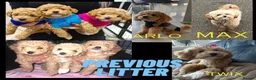 Maltipoo dogs for sale: Beautiful Maltipoo Looking for Their Forever Homes - Advert 18